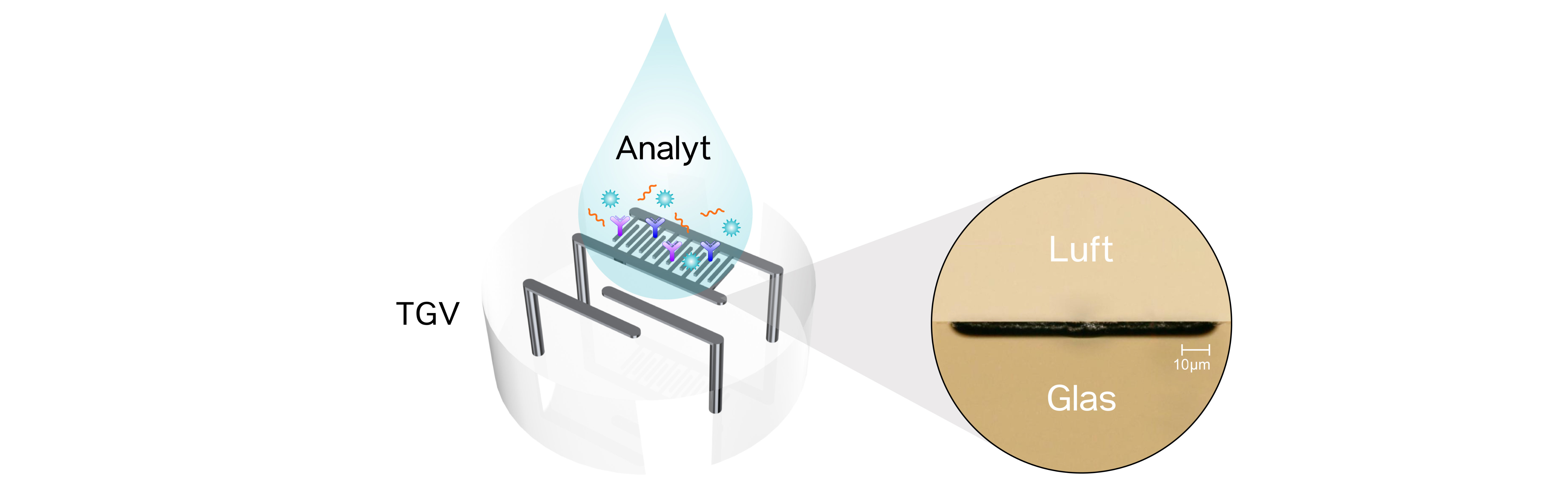 img - Biosensor