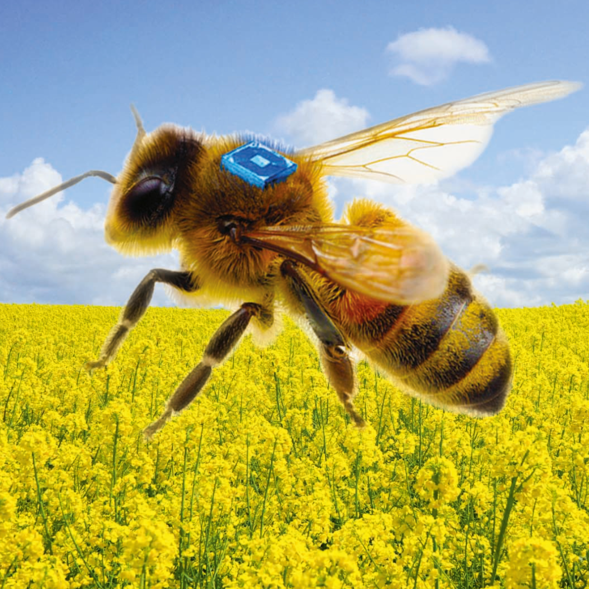 teaser-Sens4Bees image teaser-Sense4Bees